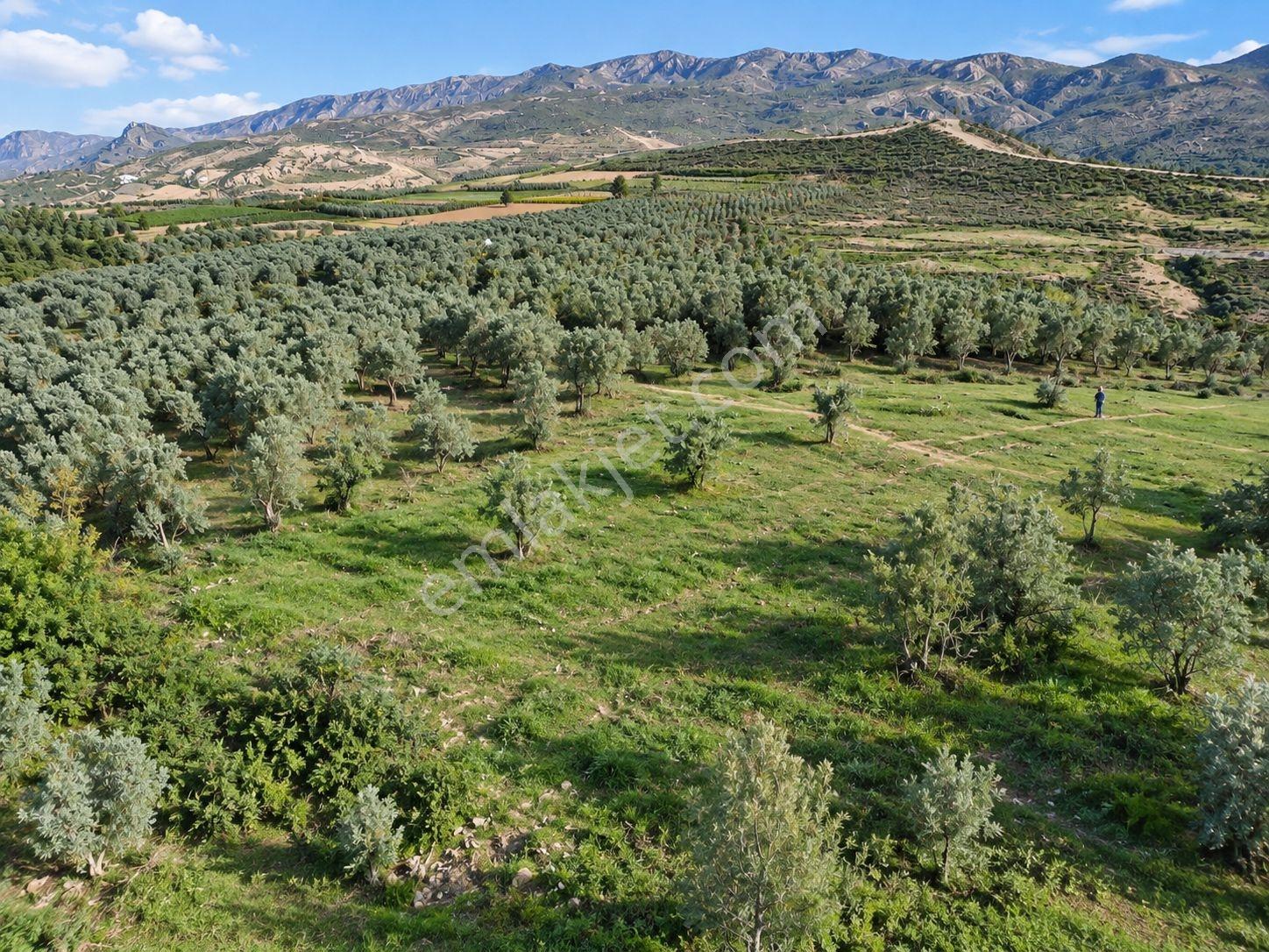 Geyve Osmaneli Sınırı 2390 M2 Bağ Nitelik Panoramik Manzaralı — fotoğraf 26