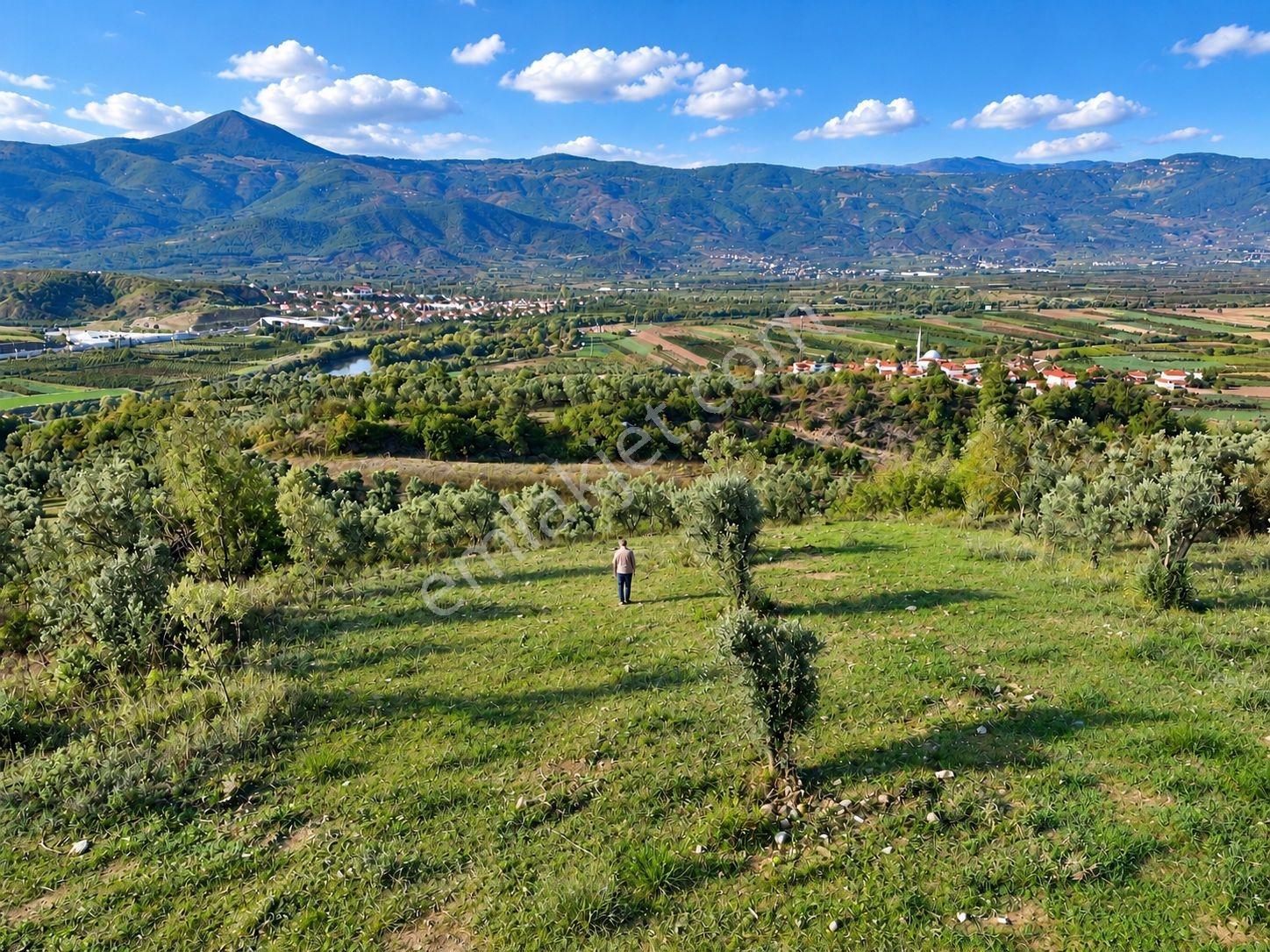 Geyve Osmaneli Sınırı 2390 M2 Bağ Nitelik Panoramik Manzaralı — fotoğraf 31