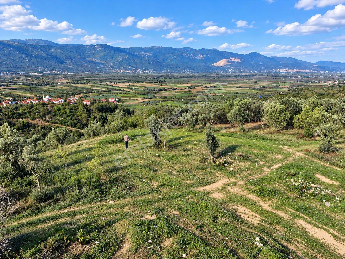 Geyve Osmaneli Sınırı 2390 M2 Bağ Nitelik Panoramik Manzaralı — fotoğraf 33