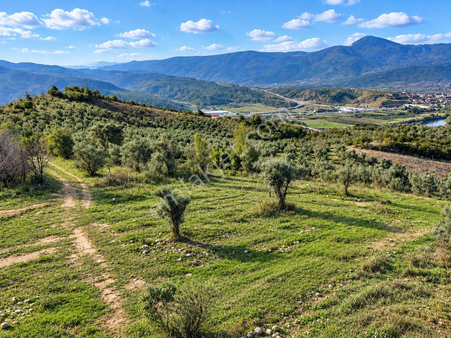 Geyve Osmaneli Sınırı 2390 M2 Bağ Nitelik Panoramik Manzaralı — fotoğraf 34