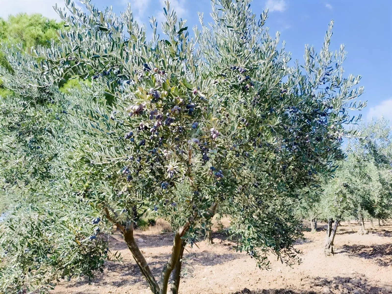Zeytinyağını Kendin Çıkar