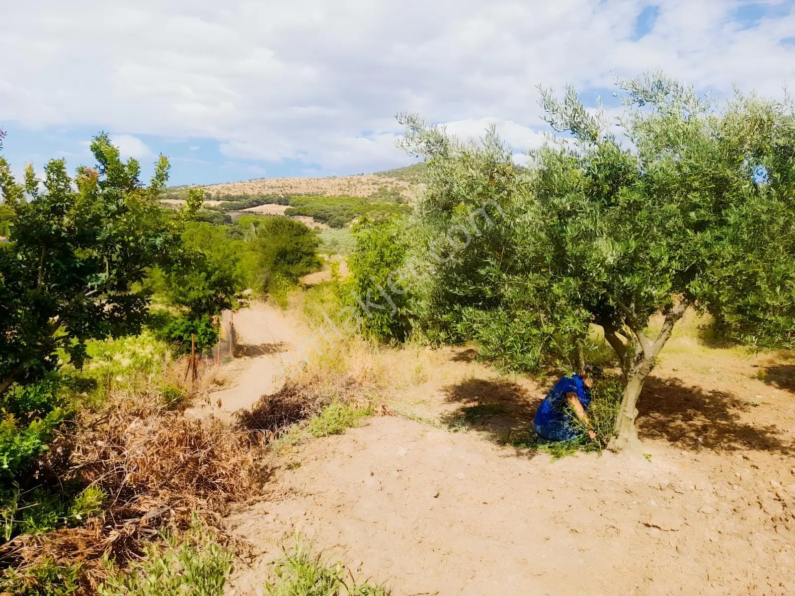 Zeytinyağını Kendin Çıkar — fotoğraf 3
