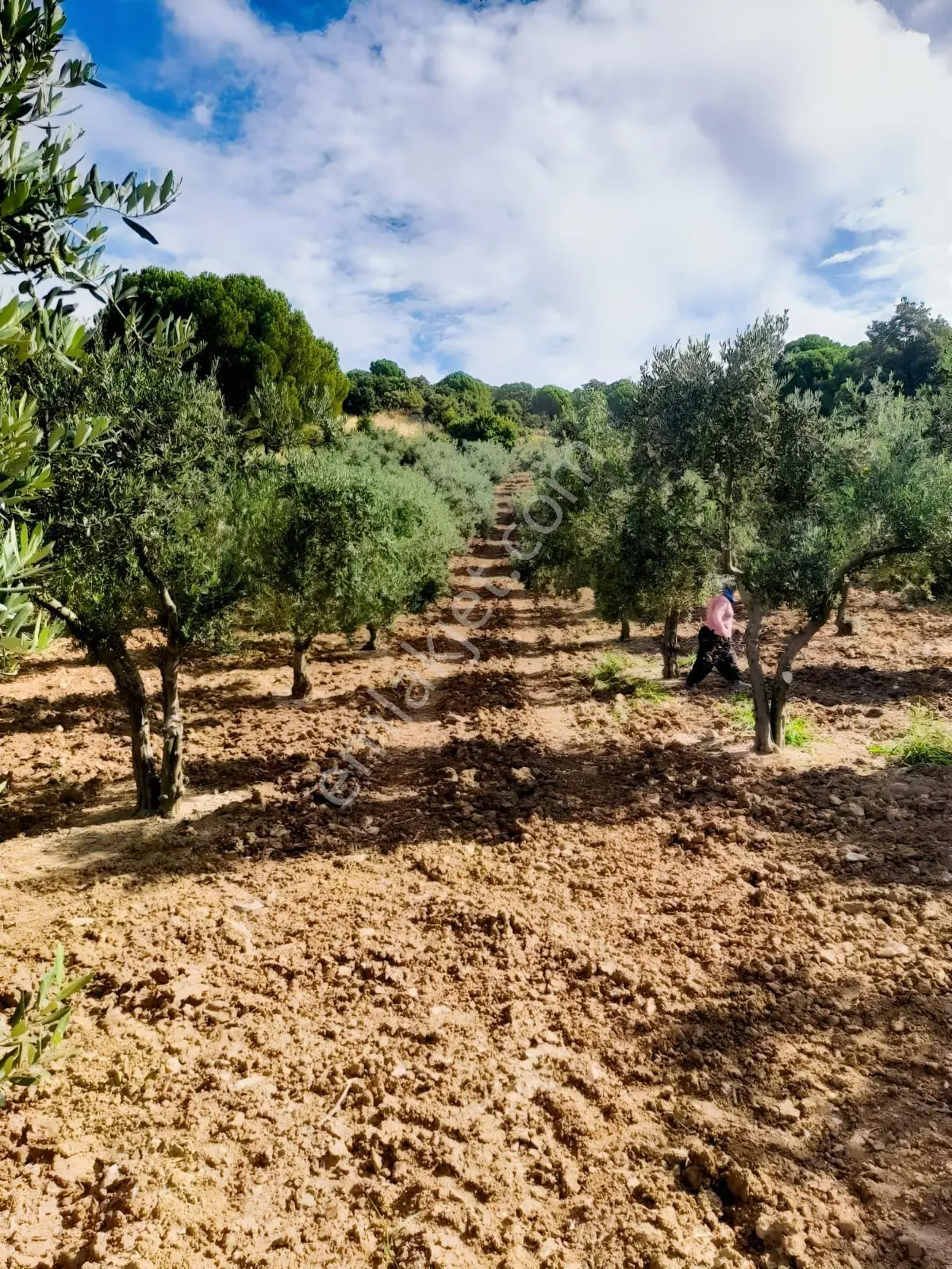 Zeytinyağını Kendin Çıkar — fotoğraf 4