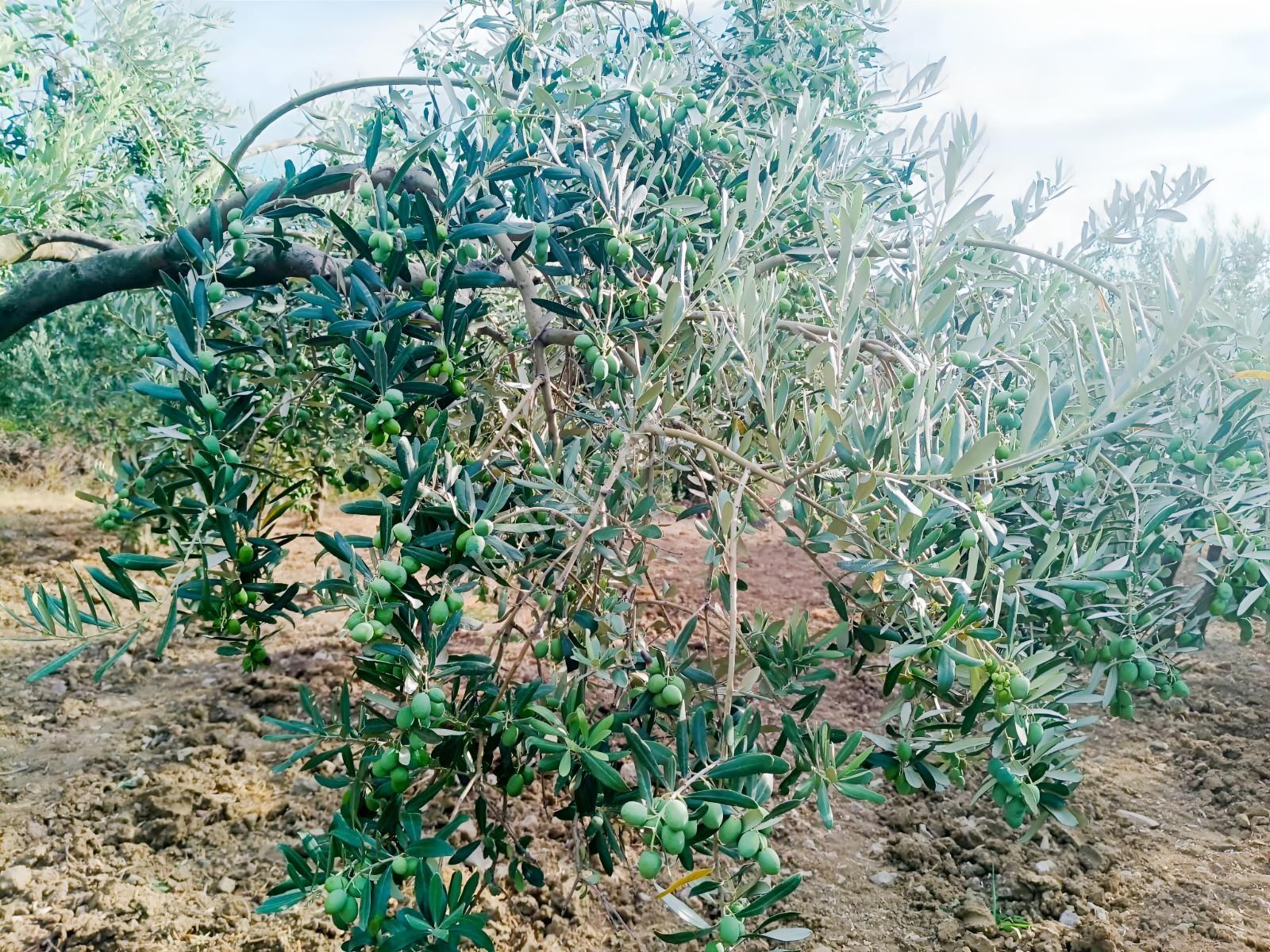 Zeytinyağını Kendin Çıkar — fotoğraf 8