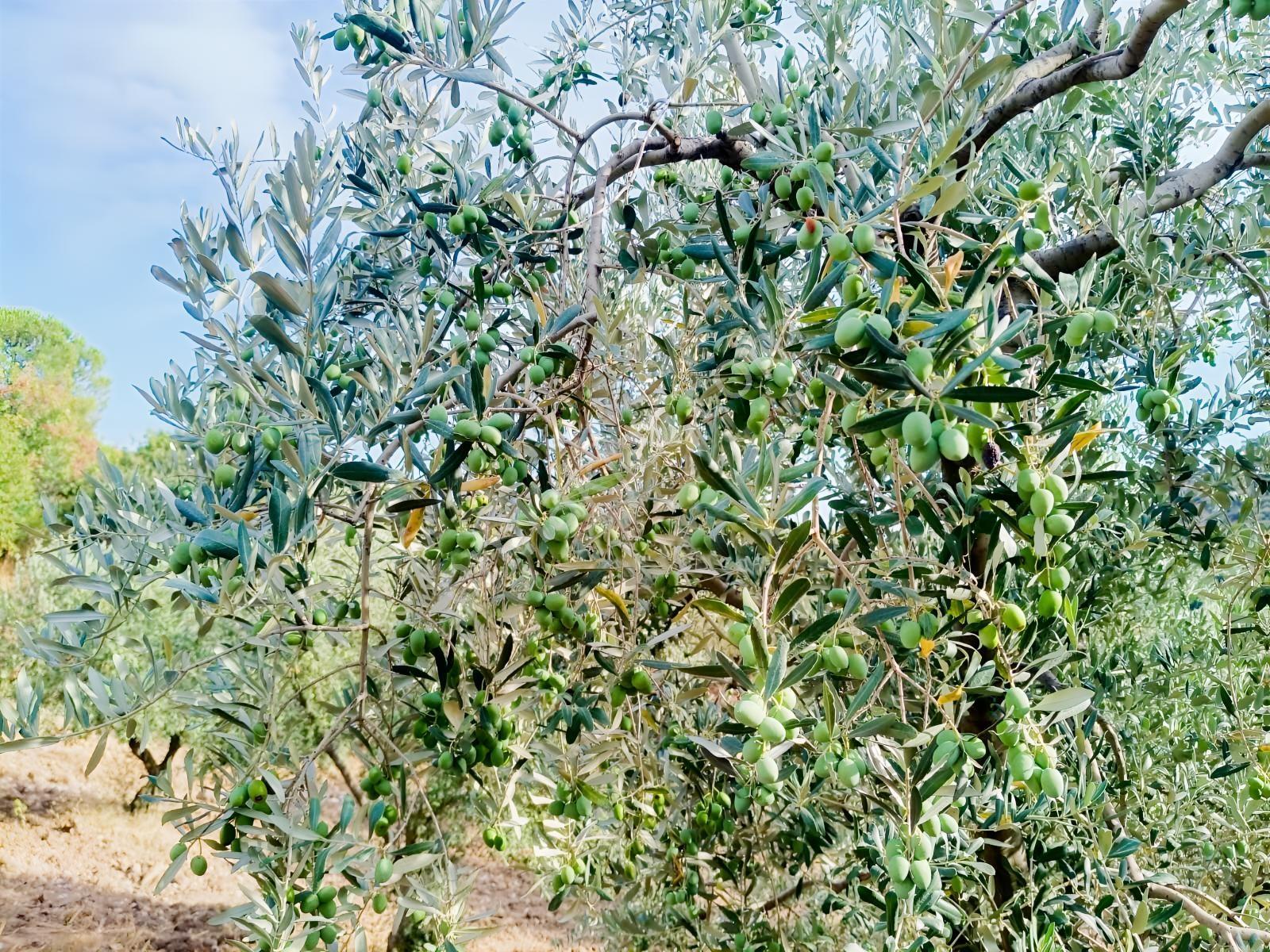 Zeytinyağını Kendin Çıkar — fotoğraf 9