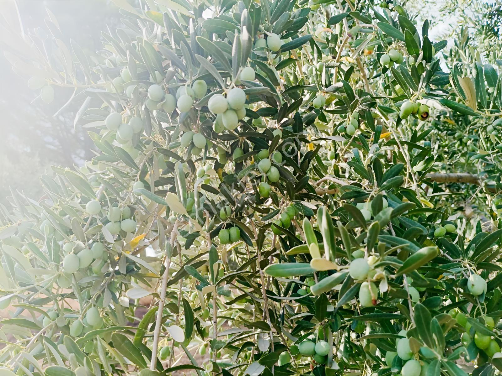 Zeytinyağını Kendin Çıkar — fotoğraf 10