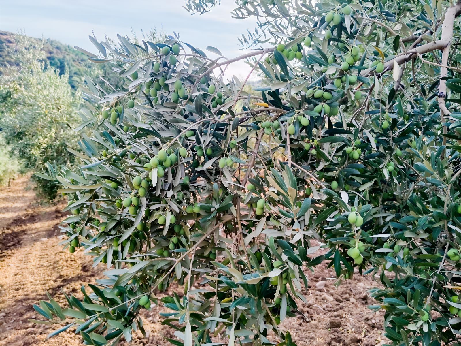 Zeytinyağını Kendin Çıkar — fotoğraf 11