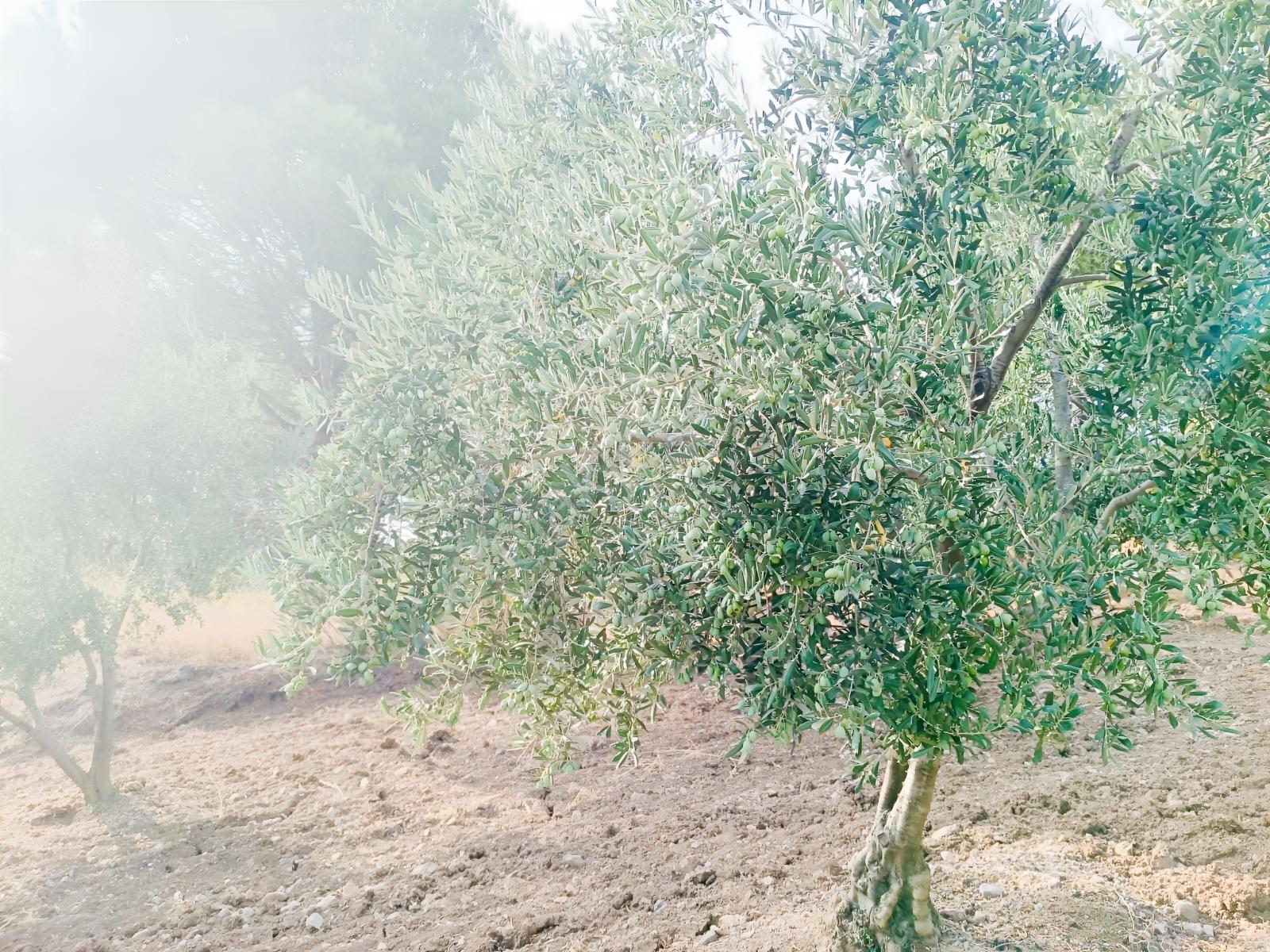 Zeytinyağını Kendin Çıkar — fotoğraf 13