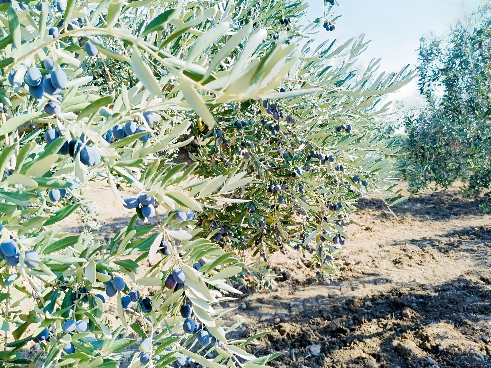 Zeytinyağını Kendin Çıkar — fotoğraf 14