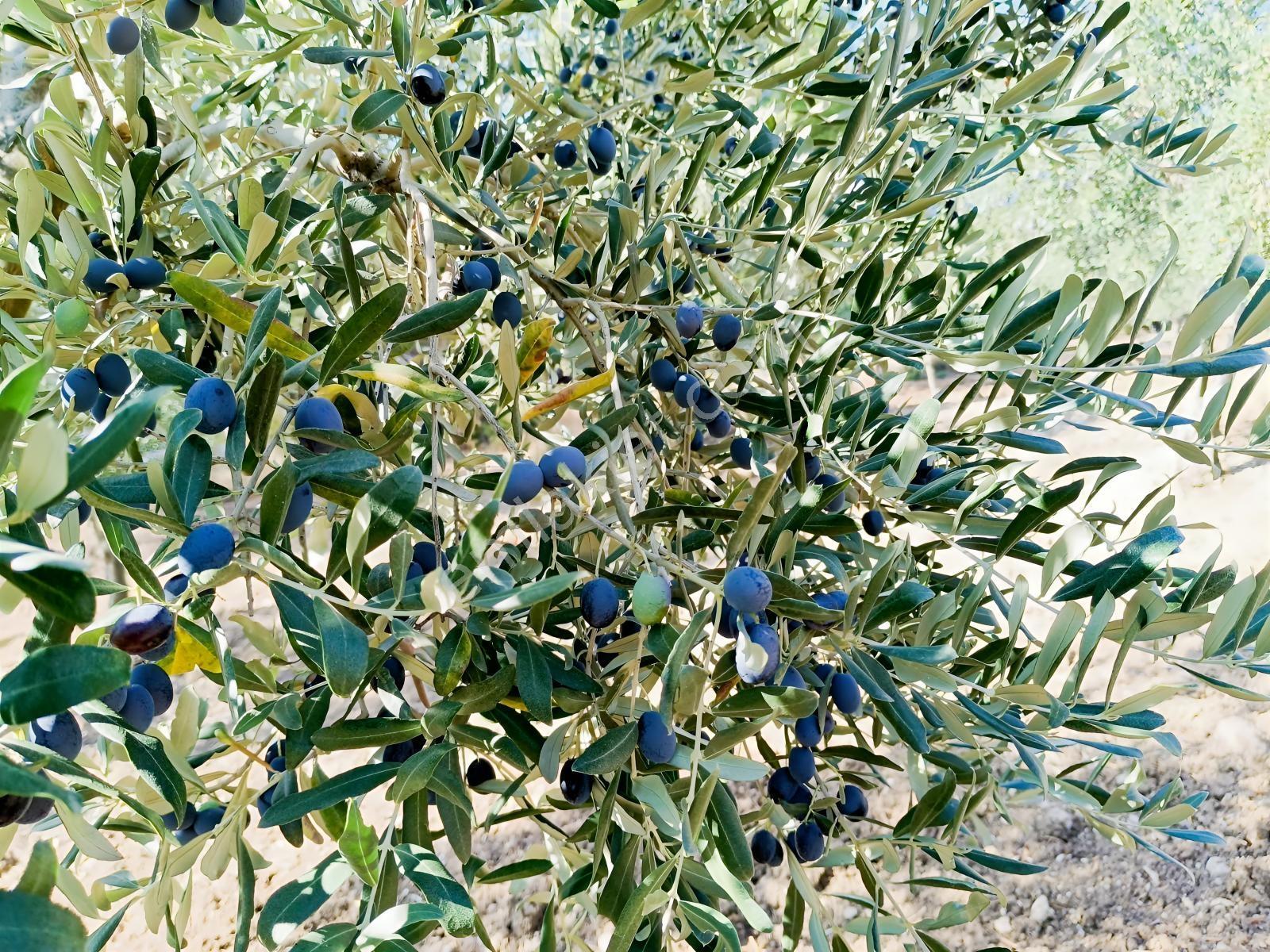 Zeytinyağını Kendin Çıkar — fotoğraf 16