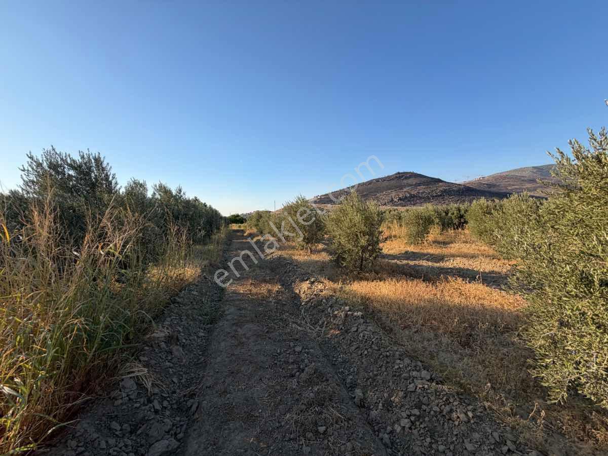 Menemen Haykıran’da Satılık Müstakil Tapulu Zeytinlik — fotoğraf 3