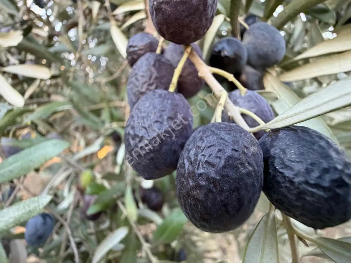 Menemen Haykıran’da Satılık Müstakil Tapulu Zeytinlik — fotoğraf 15