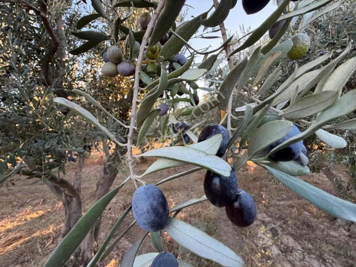 Menemen Haykıran’da Satılık Müstakil Tapulu Zeytinlik — fotoğraf 18
