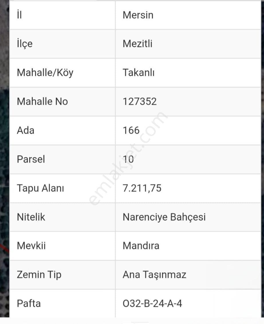 Takanlı Da Satılık Erik Bahçesi — fotoğraf 3