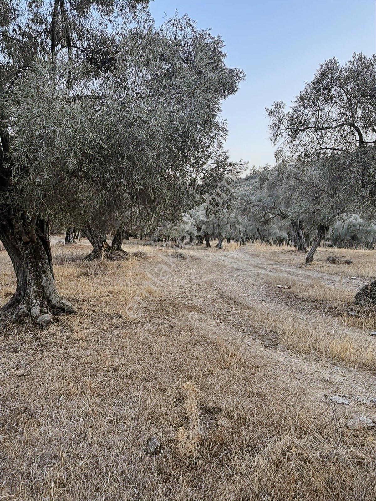Akbaşlar'dan Milas Kafacada Otomobille Erişim Düz Zeytinlik — fotoğraf 14