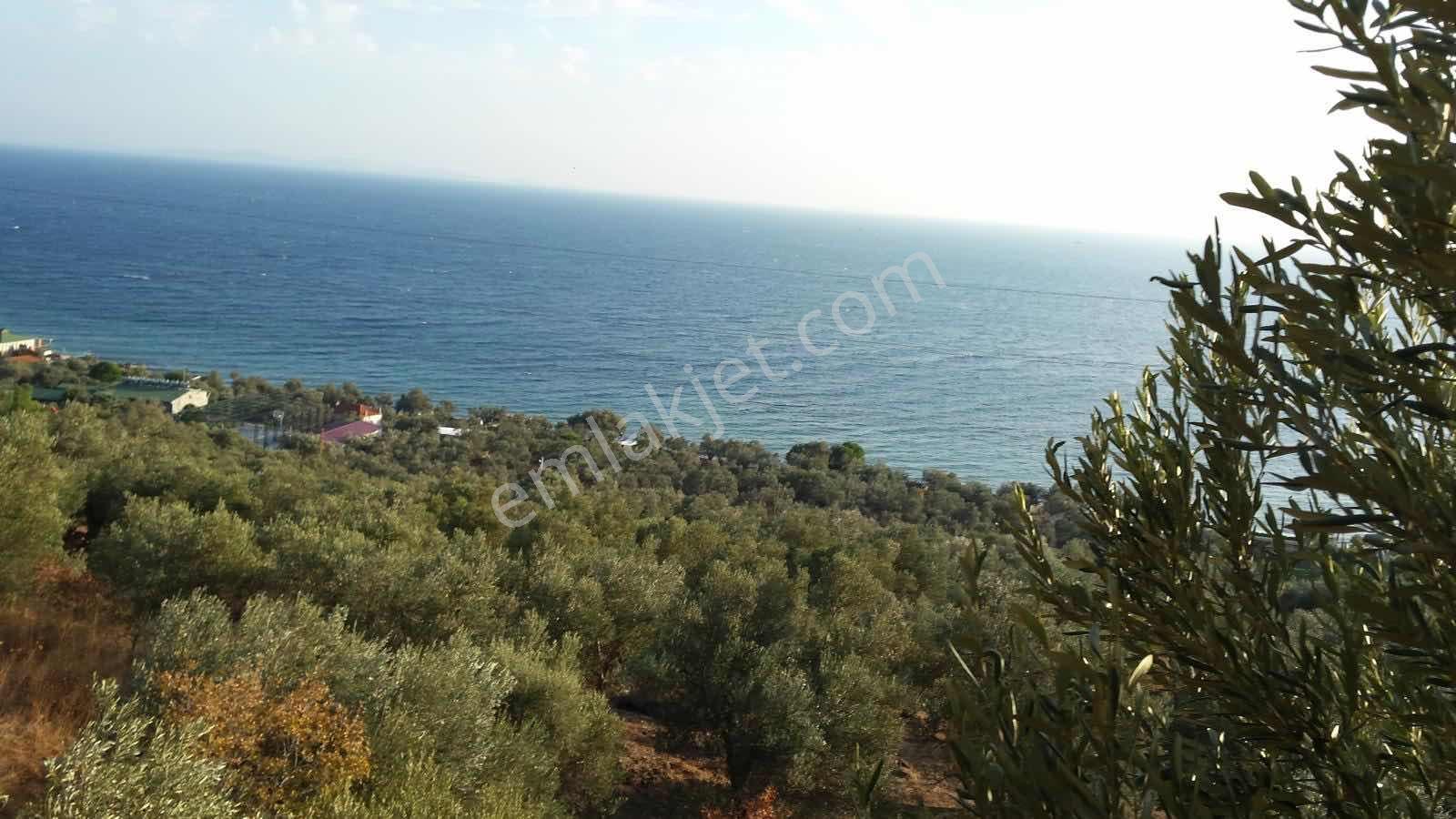 Asosta Denize Yakın Ve Full Deniz Manzaralı 2023 M2 Zeytinlik — fotoğraf 4