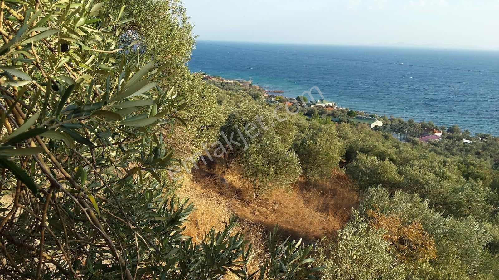 Asosta Denize Yakın Ve Full Deniz Manzaralı 2023 M2 Zeytinlik — fotoğraf 5