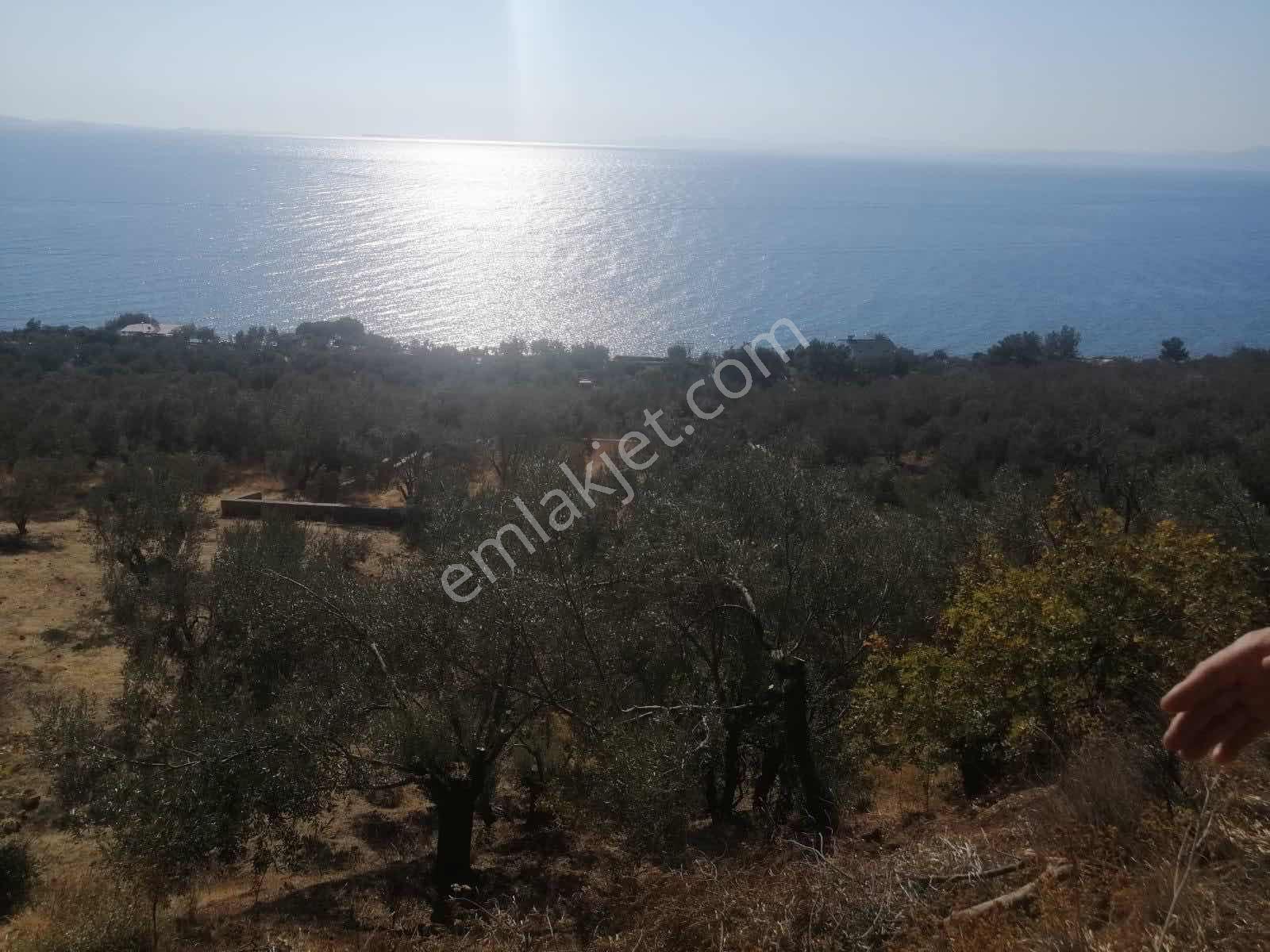 Asosta Denize Yakın Ve Full Deniz Manzaralı 2023 M2 Zeytinlik — fotoğraf 6