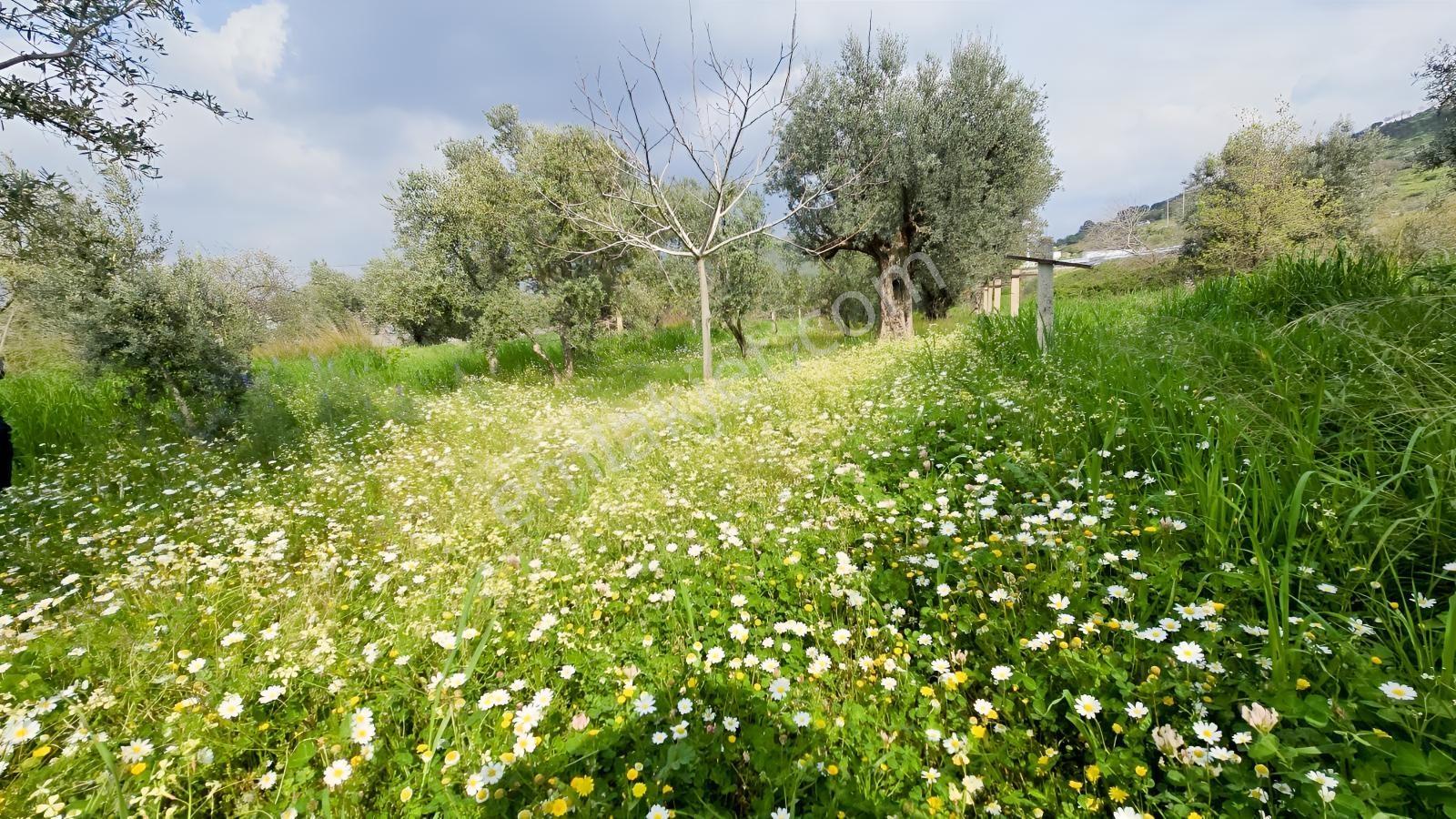 Emiralem Merkez 500 M² Yerimiz Acil Satılıktır — fotoğraf 2