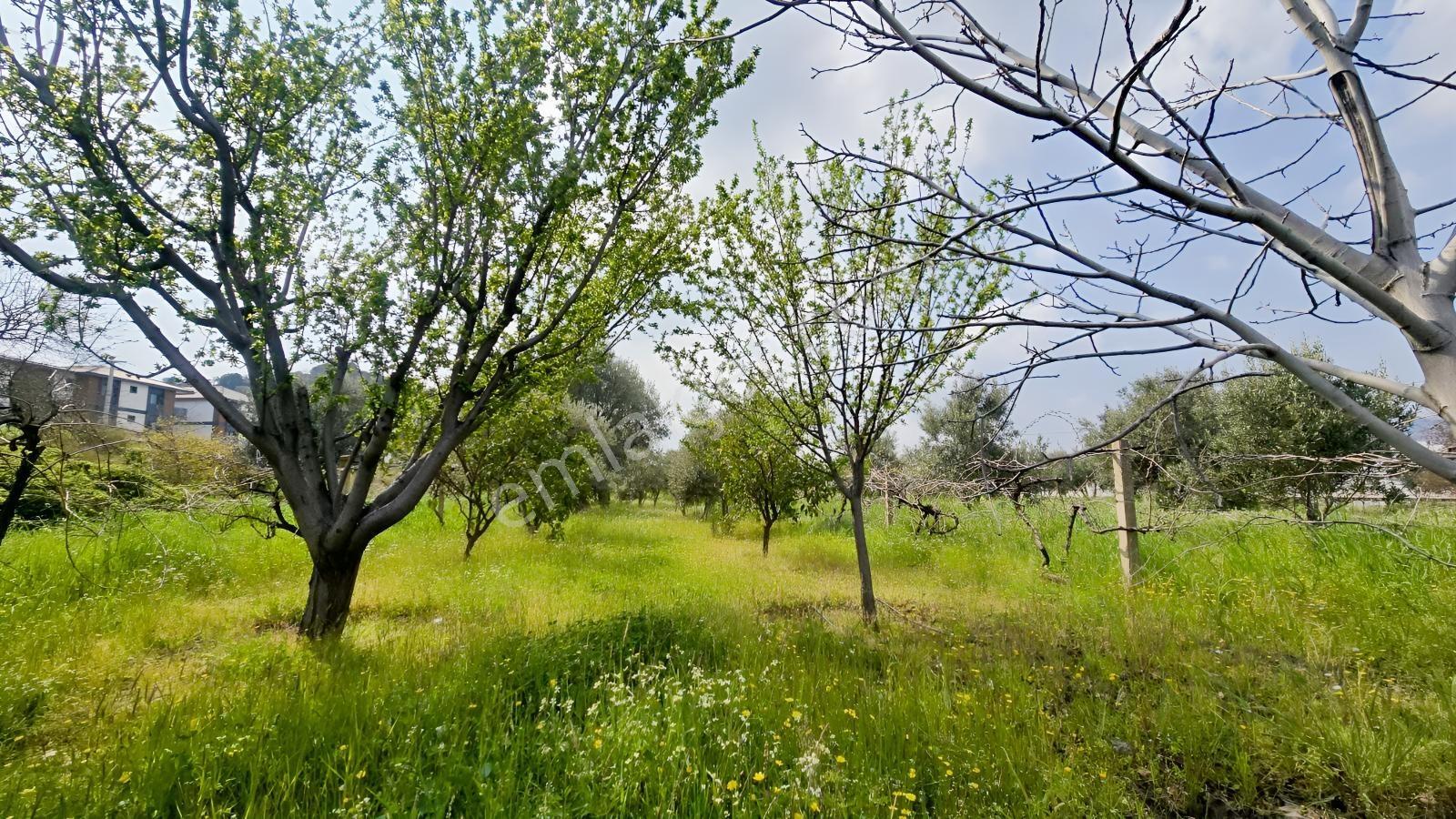 Emiralem Merkez 500 M² Yerimiz Acil Satılıktır — fotoğraf 4
