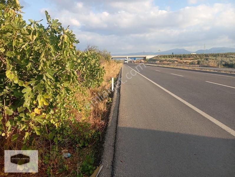 Manisa Turgutlu Yoluna 30 Metre Cepheli Yatırımlık Zeytinlik