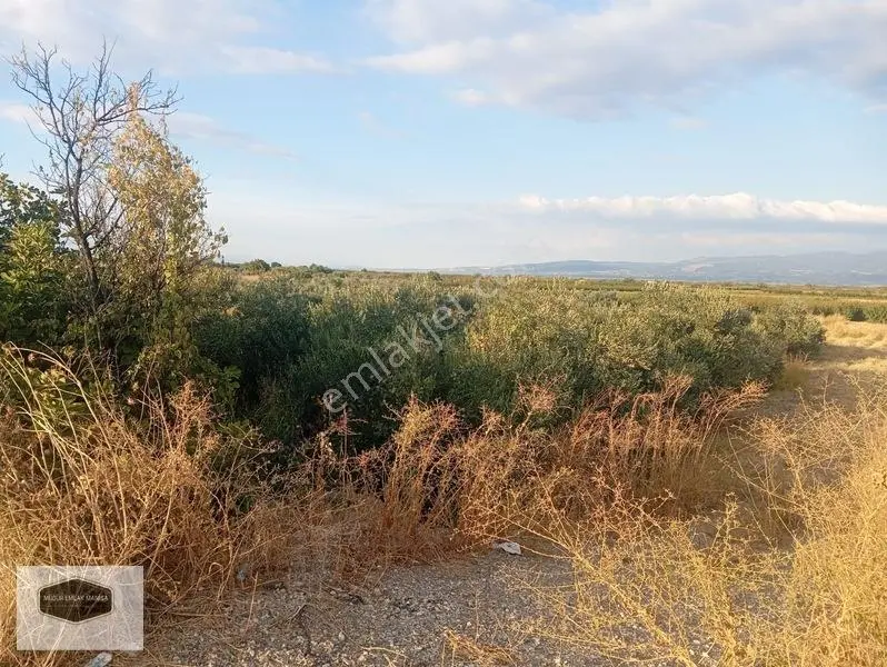 Manisa Turgutlu Yoluna 30 Metre Cepheli Yatırımlık Zeytinlik — fotoğraf 5