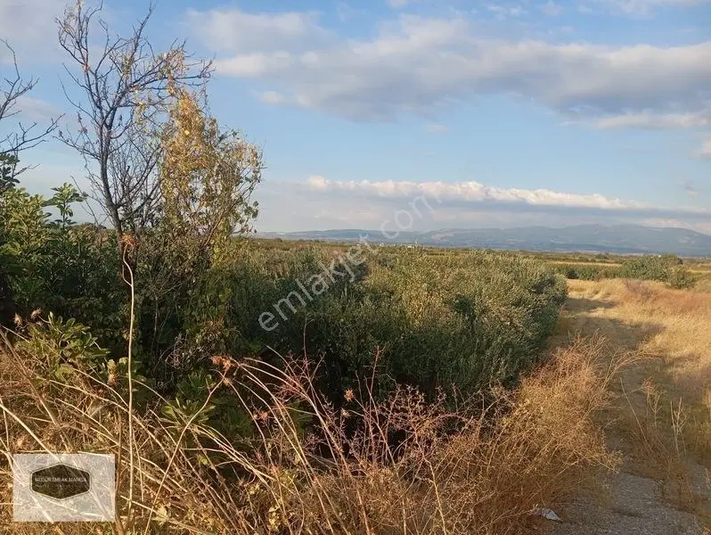 Manisa Turgutlu Yoluna 30 Metre Cepheli Yatırımlık Zeytinlik — fotoğraf 6