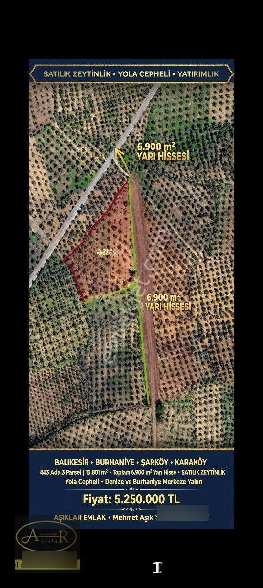 Balıkesir Burhaniye Şarköy'De Yolu Olan 6.900M² Satılık Yarı Hisseli Zeytinlik