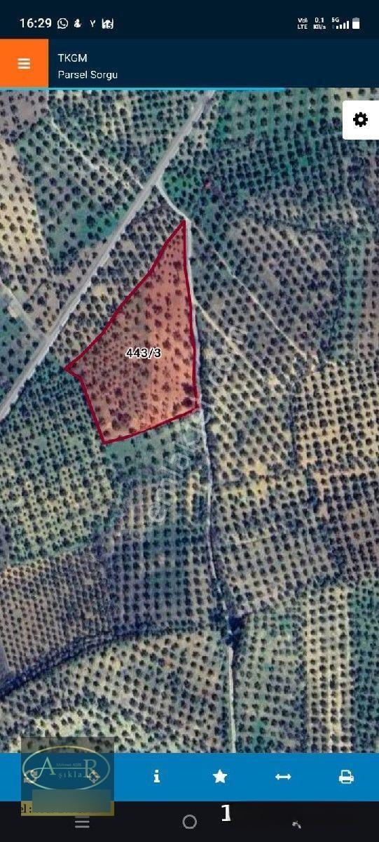 Balıkesir Burhaniye Şarköy'de Yolu Olan 6.900m² Satılık Yarı Hisseli Zeytinlik — fotoğraf 2