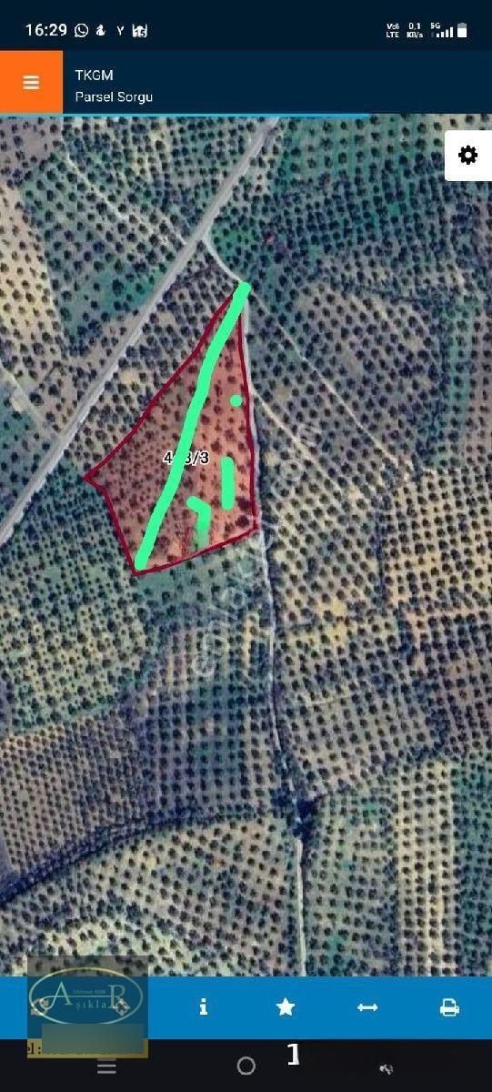Balıkesir Burhaniye Şarköy'de Yolu Olan 6.900m² Satılık Yarı Hisseli Zeytinlik — fotoğraf 3