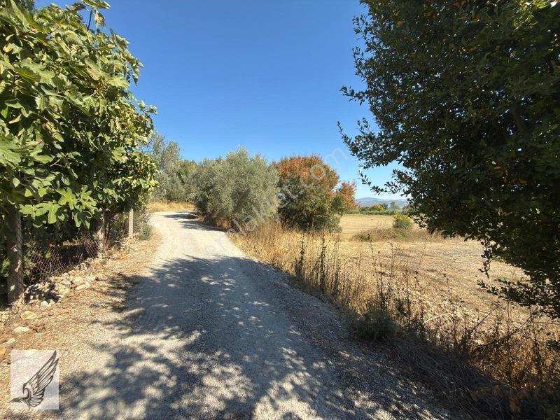 Seferihisar Turgut Köyü Asfalt Yol Cepheli 3.134m² Satılık Tarla — fotoğraf 3