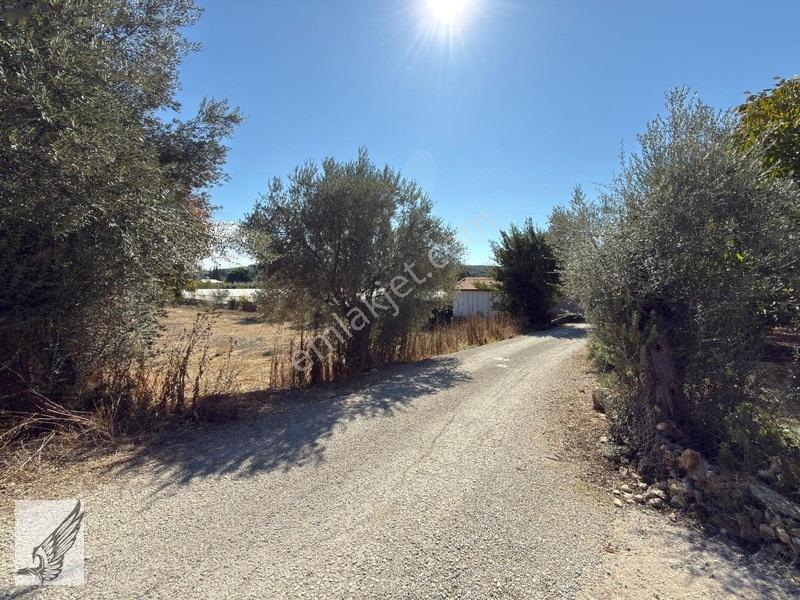 Seferihisar Turgut Köyü Asfalt Yol Cepheli 3.134m² Satılık Tarla — fotoğraf 5
