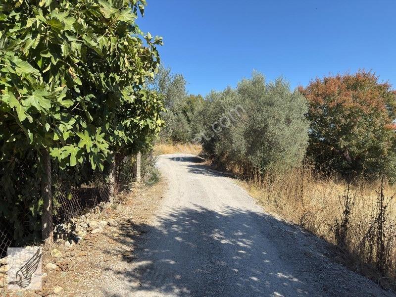 Seferihisar Turgut Köyü Asfalt Yol Cepheli 3.134m² Satılık Tarla — fotoğraf 7