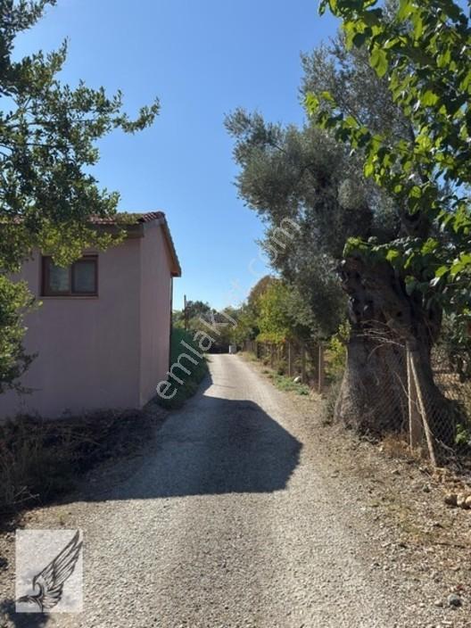 Seferihisar Turgut Köyü Asfalt Yol Cepheli 3.134m² Satılık Tarla — fotoğraf 8