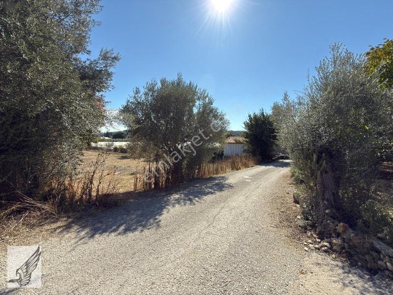 Seferihisar Turgut Köyü Asfalt Yol Cepheli 3.134m² Satılık Tarla — fotoğraf 9