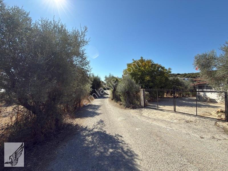 Seferihisar Turgut Köyü Asfalt Yol Cepheli 3.134m² Satılık Tarla — fotoğraf 11
