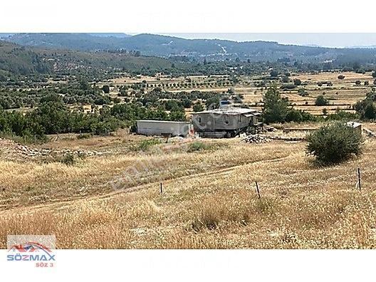 Milas Çam Mahallesinde Satılık Zeytinlik