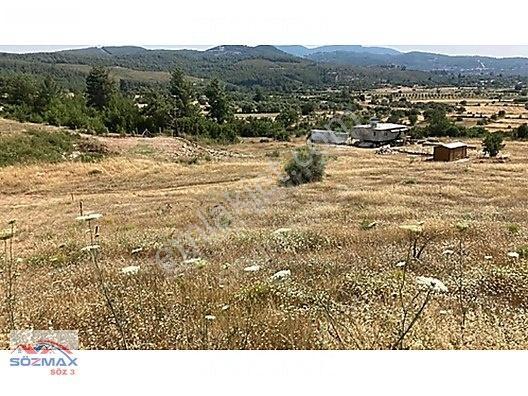 Milas Çam Mahallesinde Satılık Zeytinlik — fotoğraf 3