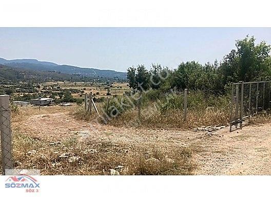 Milas Çam Mahallesinde Satılık Zeytinlik — fotoğraf 5