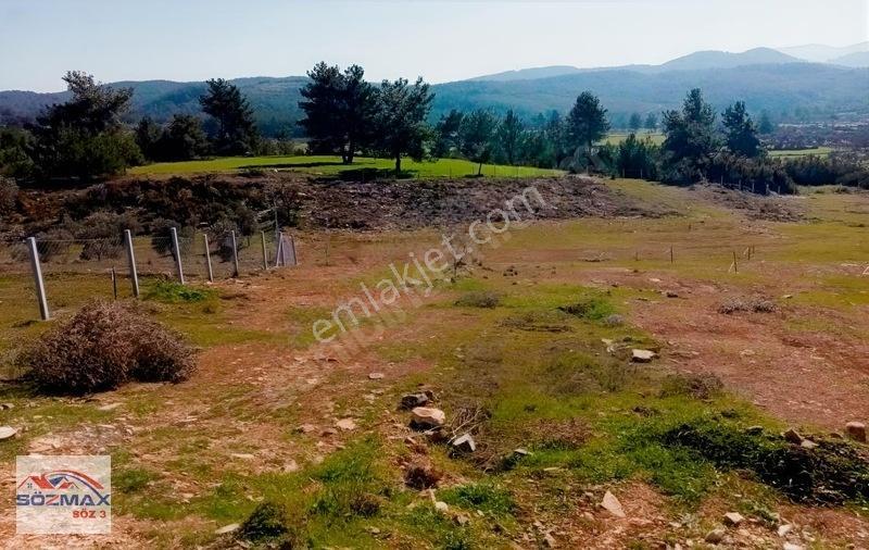 Milas Çam Mahallesinde Satılık Zeytinlik — fotoğraf 6