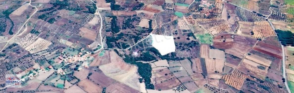 Milas Çam Mahallesinde Satılık Zeytinlik — fotoğraf 20