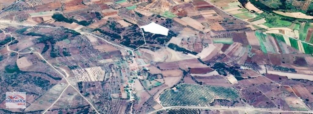 Milas Çam Mahallesinde Satılık Zeytinlik — fotoğraf 21