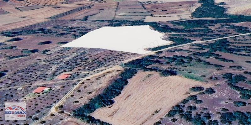Milas Çam Mahallesinde Satılık Zeytinlik — fotoğraf 22