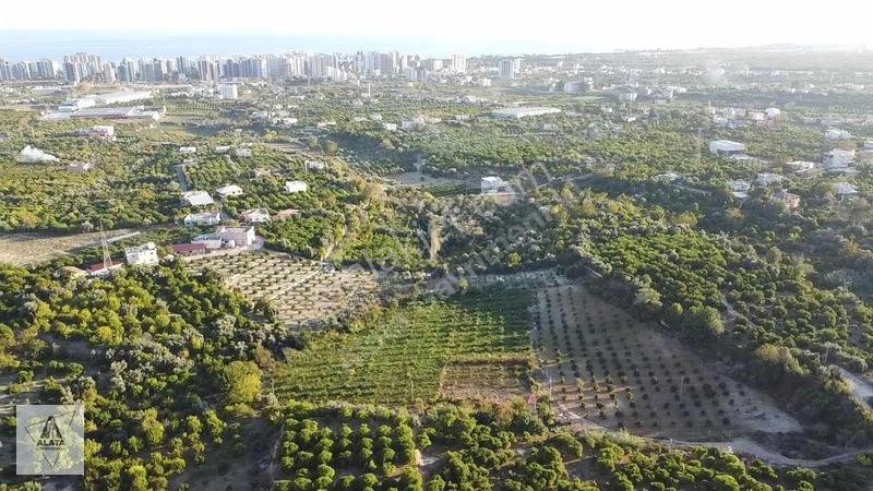 D400'E 1.5 Km Yolu Var Limon Bahçesi