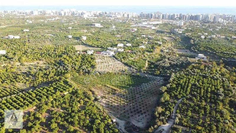 D400'e 1.5 Km Yolu Var Limon Bahçesi — fotoğraf 2