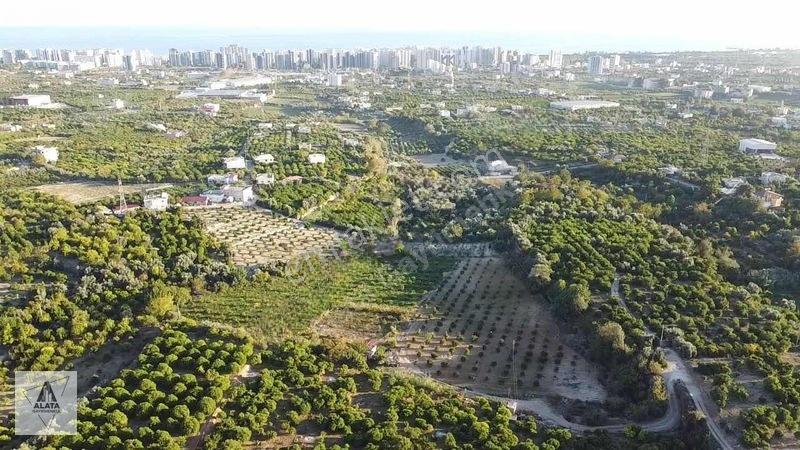 D400'e 1.5 Km Yolu Var Limon Bahçesi — fotoğraf 3