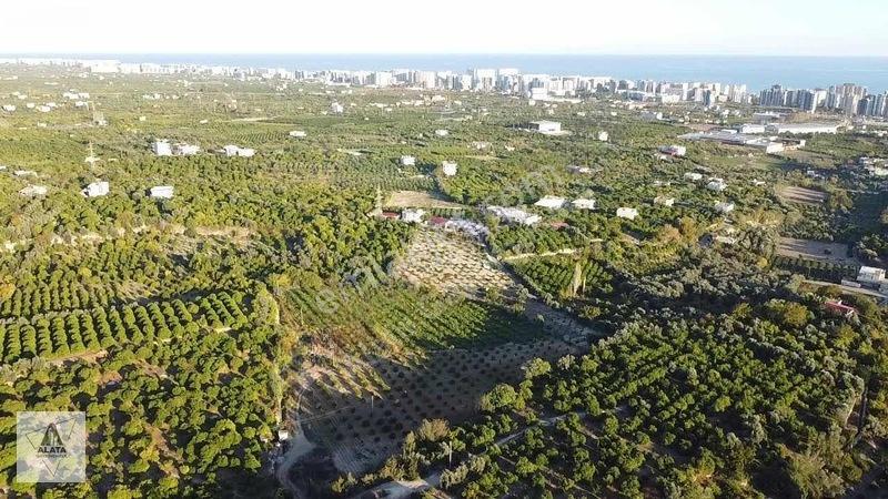 D400'e 1.5 Km Yolu Var Limon Bahçesi — fotoğraf 4