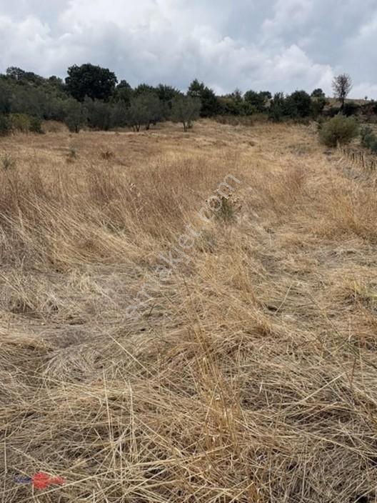 Bergama Kırcalarda Satılık Tarla — fotoğraf 2