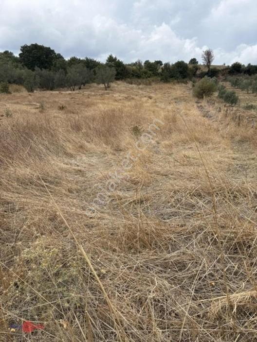 Bergama Kırcalarda Satılık Tarla — fotoğraf 3