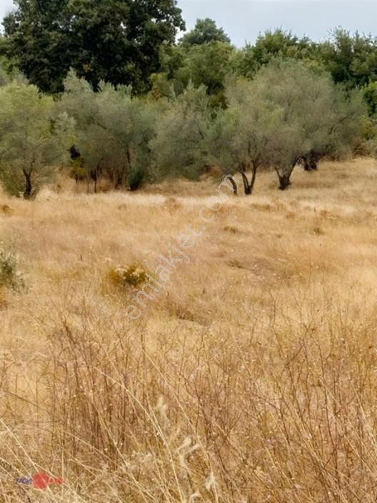 Bergama Kırcalarda Satılık Tarla — fotoğraf 6